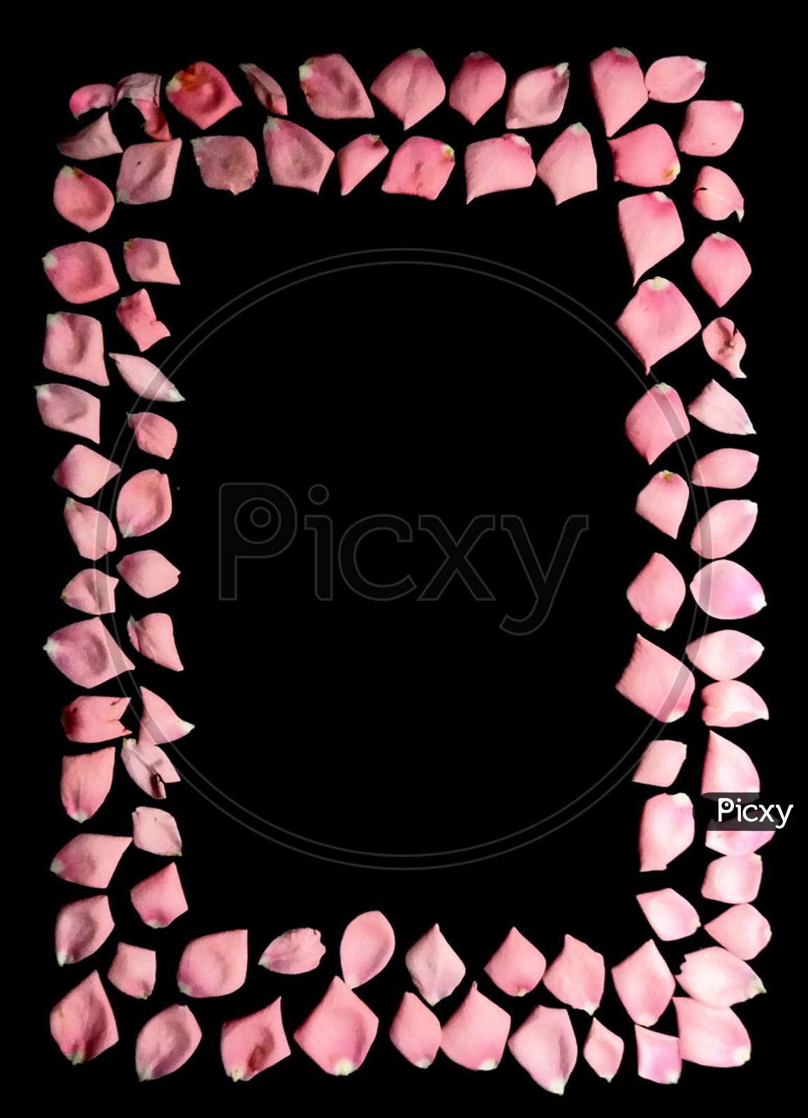Rectangular frame of rose petals on black background