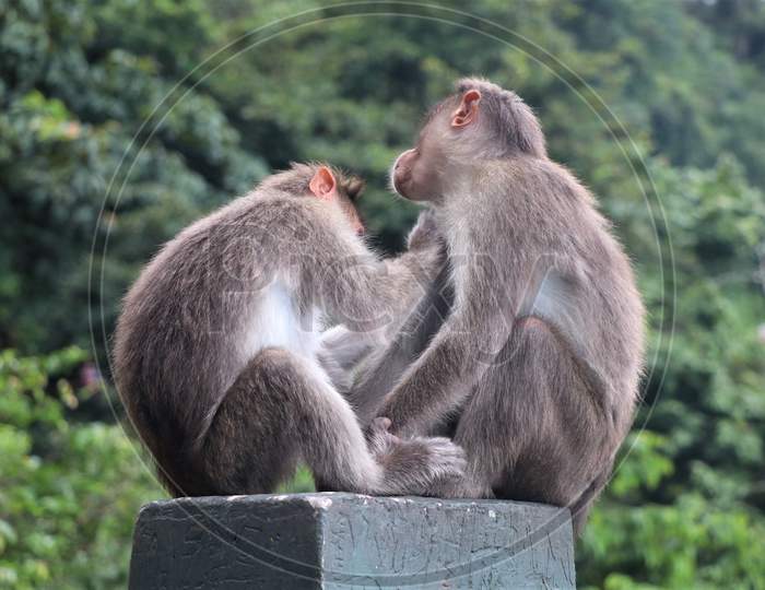 Monkeys catching lice on the roadside