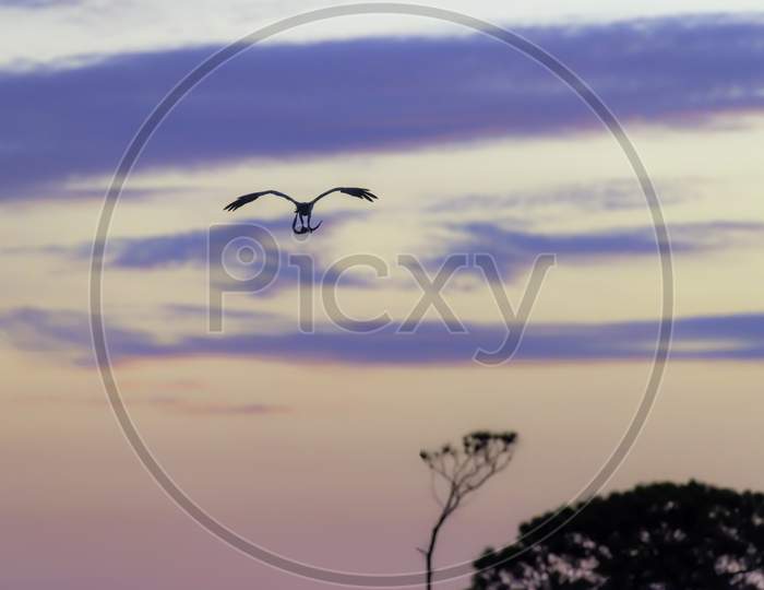 Osprey In Flight With Needle Fish In Claws