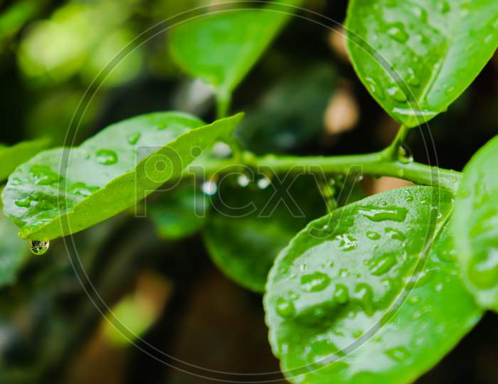 Green leaves with water droplet