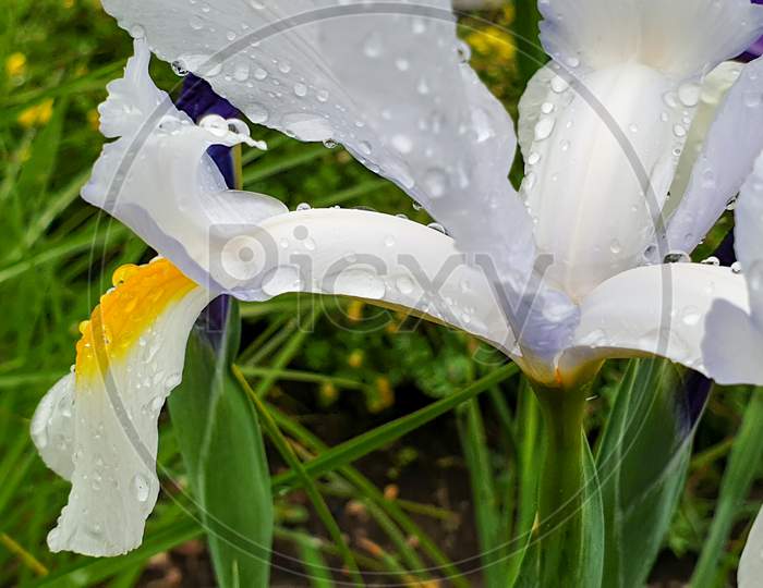 White Iris Flower With Rain Drops In Garden Detail
