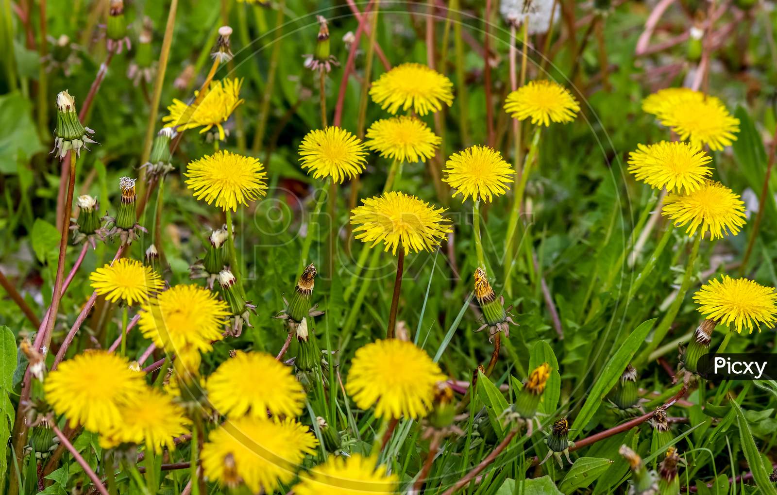 Close up view at a dandelion flowers on a green meadow during springtime. Floral field.