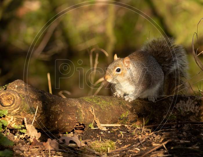 Grey Squirrel Resting On A Mossy Log On Ground, Spring Autumn Season. Blurred Green Background