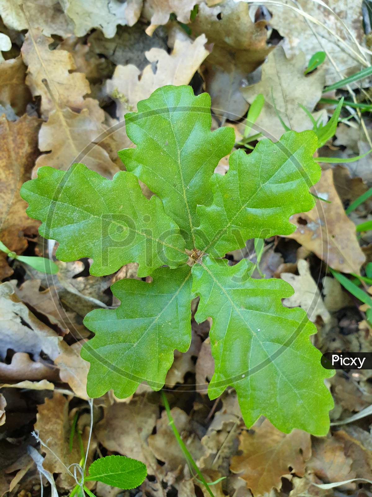 Young Oak Tree Plant With Five Leaves Detail