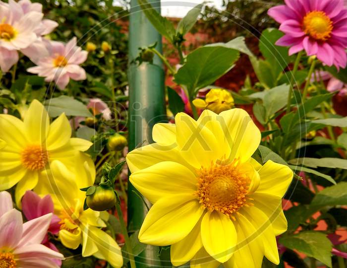 Three Different Colored Beautiful Dahlia Flowers In A Garden. Yellow Dahlia Flower Is In Focus.