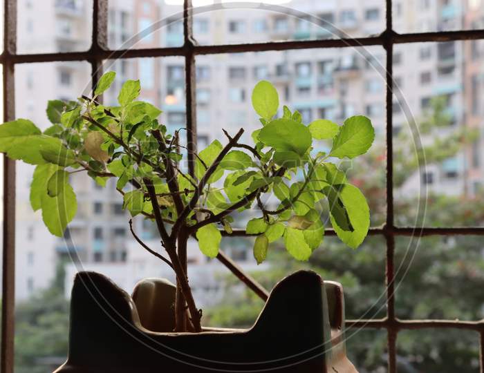 A plant of tulsi.