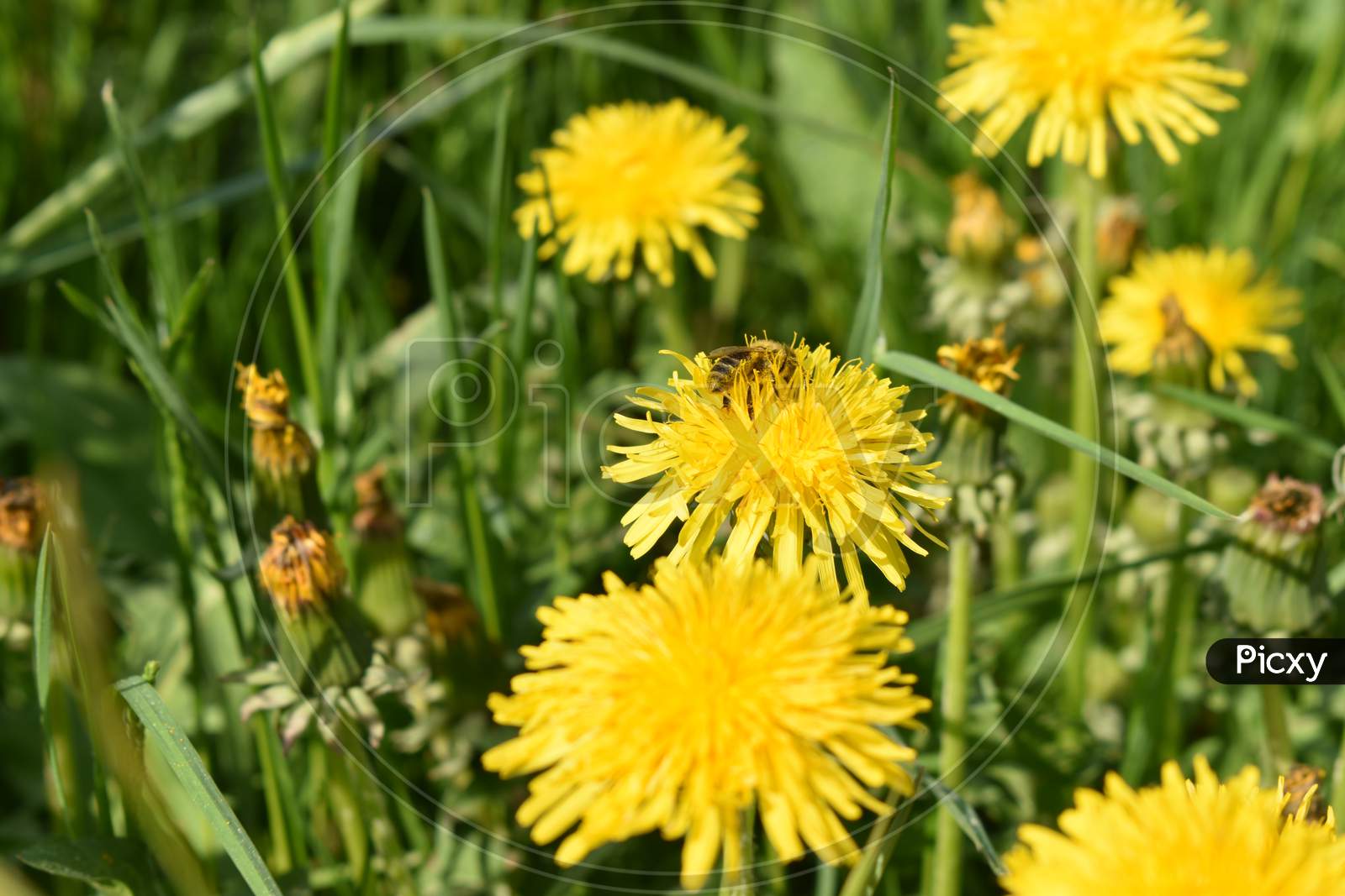 Yellow dandelion in a green field