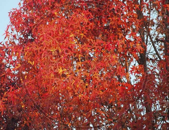 Autumn Leaves Colors