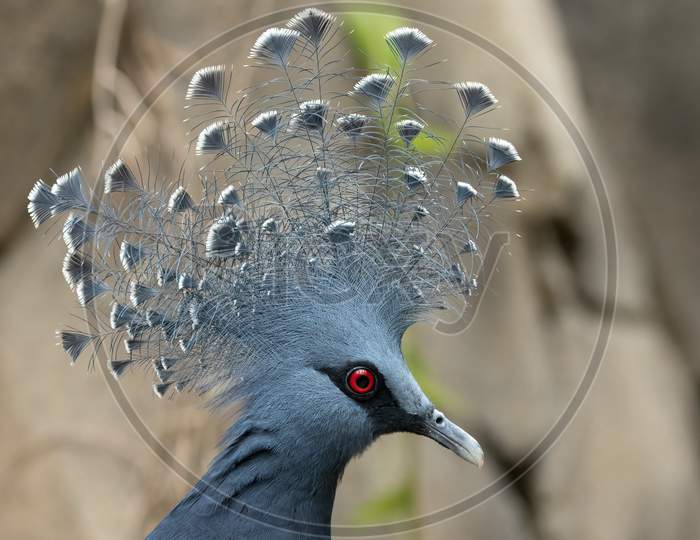 Victoria Crowned Pigeon Head And Crest