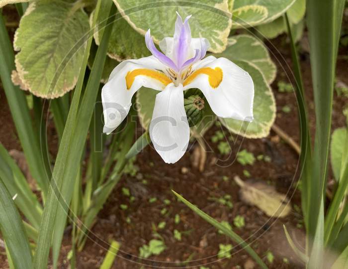 Iris blooms