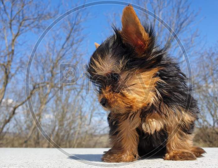 Playful Baby Yorkshire Terrier Puppy Outside