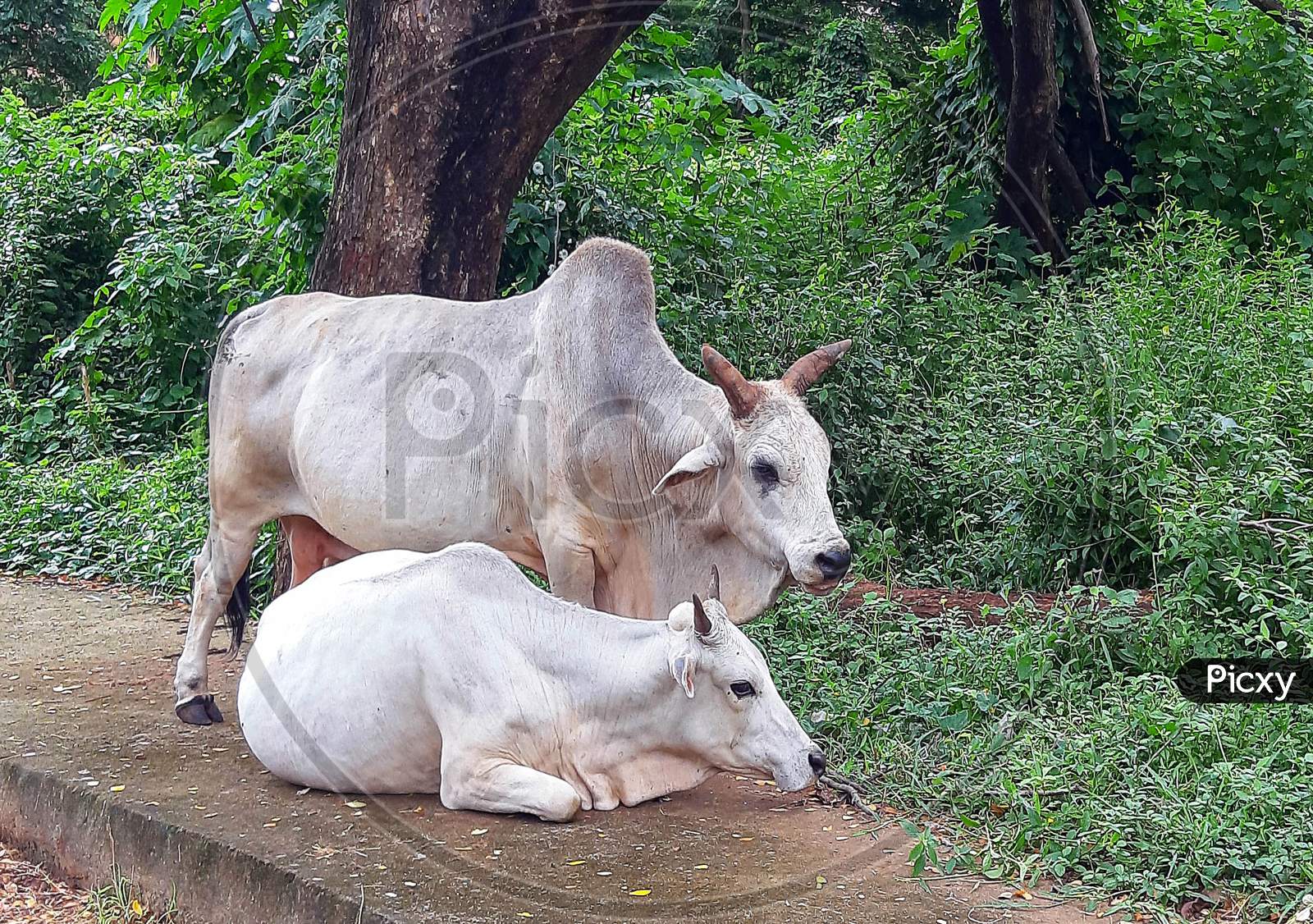 Cow And Bull