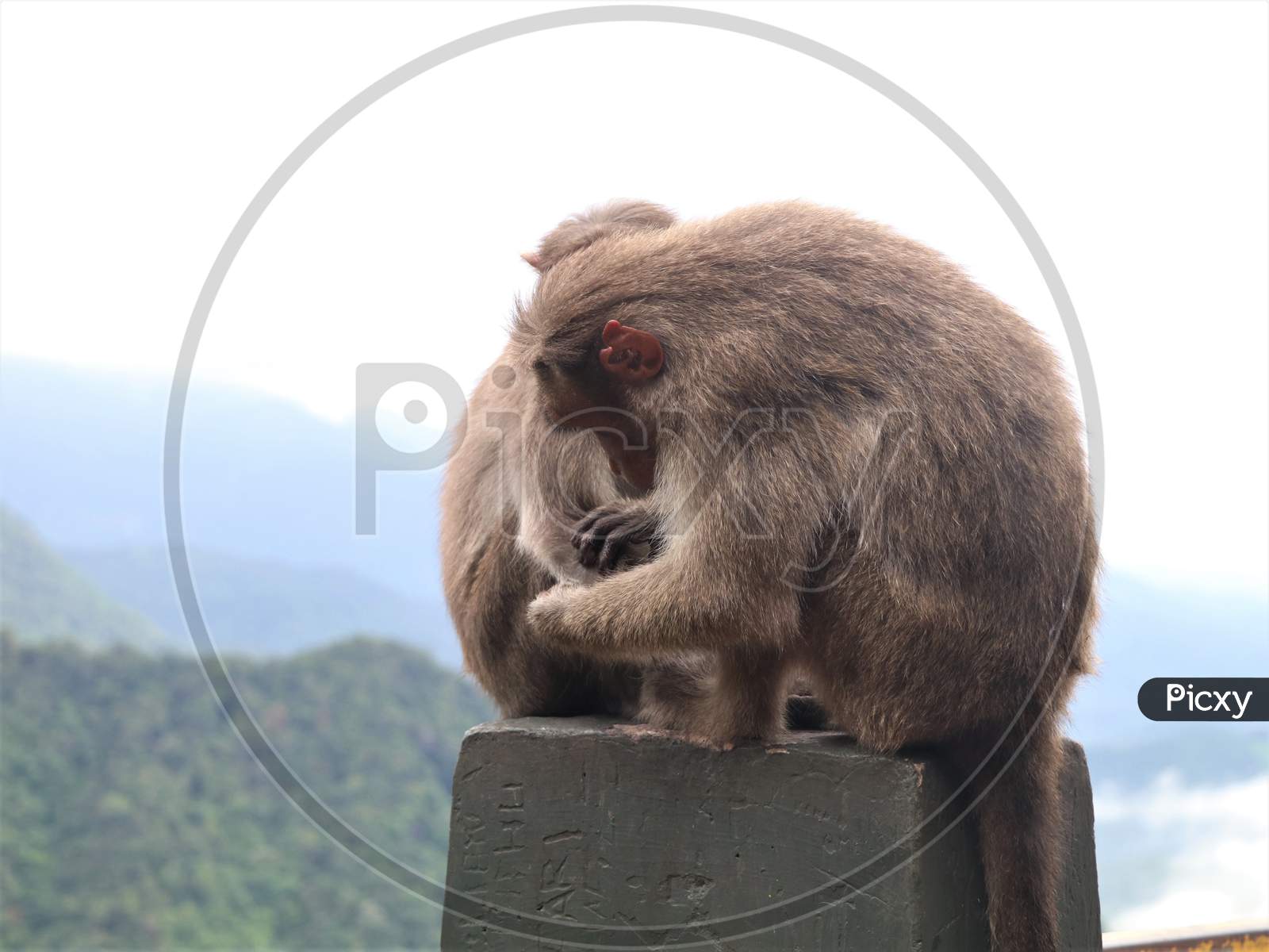 Monkeys catching lice on the roadside