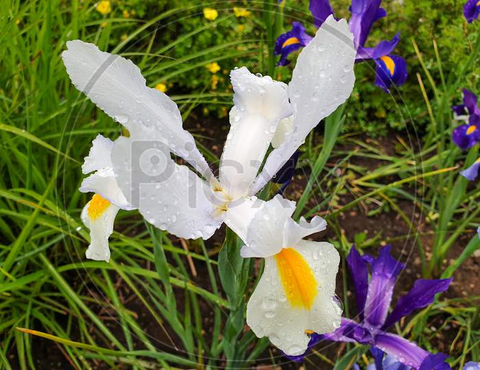 White Iris Flower With Rain Drops In Garden