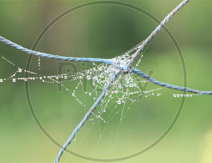 Spider web on nylon net in mist