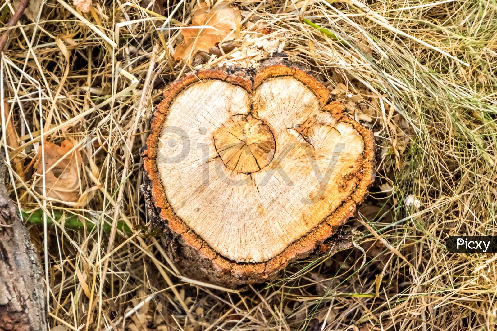 Tree Stump Heart
