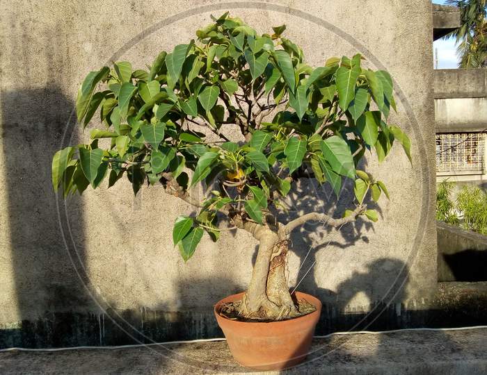Bonsai Is An East Asian Art Form Which Utilizes Cultivation Techniques To Produce, In Containers, Small Trees That Mimic The Shape And Scale Of Full Size Trees