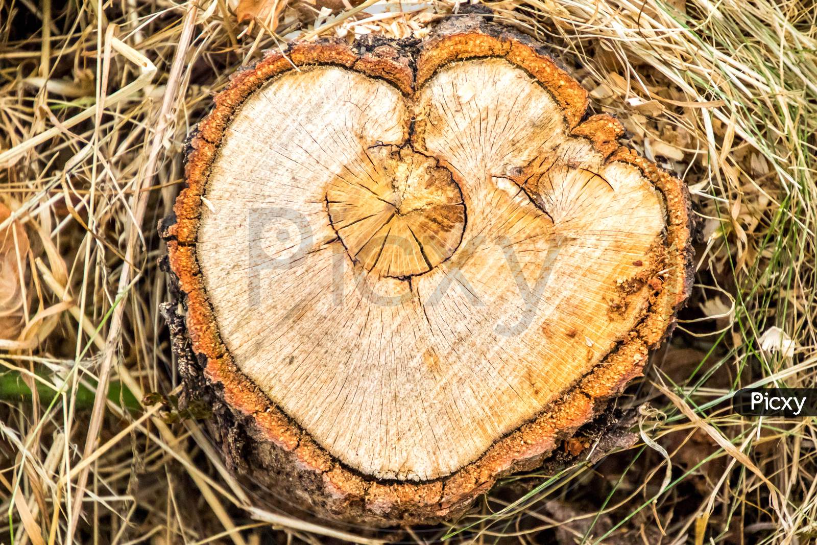 Tree Stump Heart