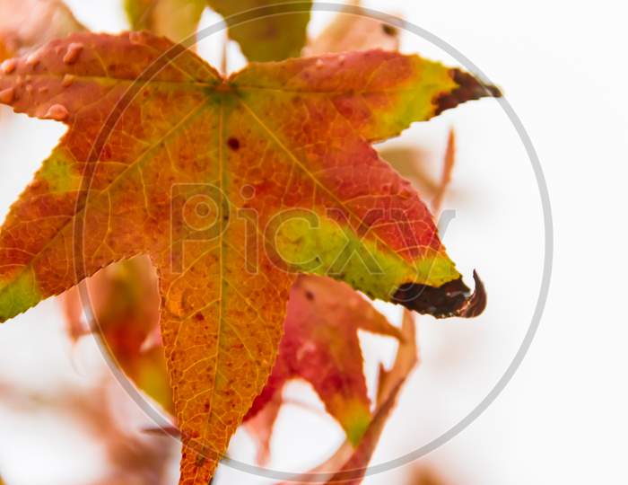 Red And Orange Leaves Of The Liquidambar Under The Autumn Rain