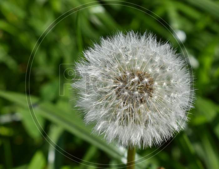 White dandelion in a green field