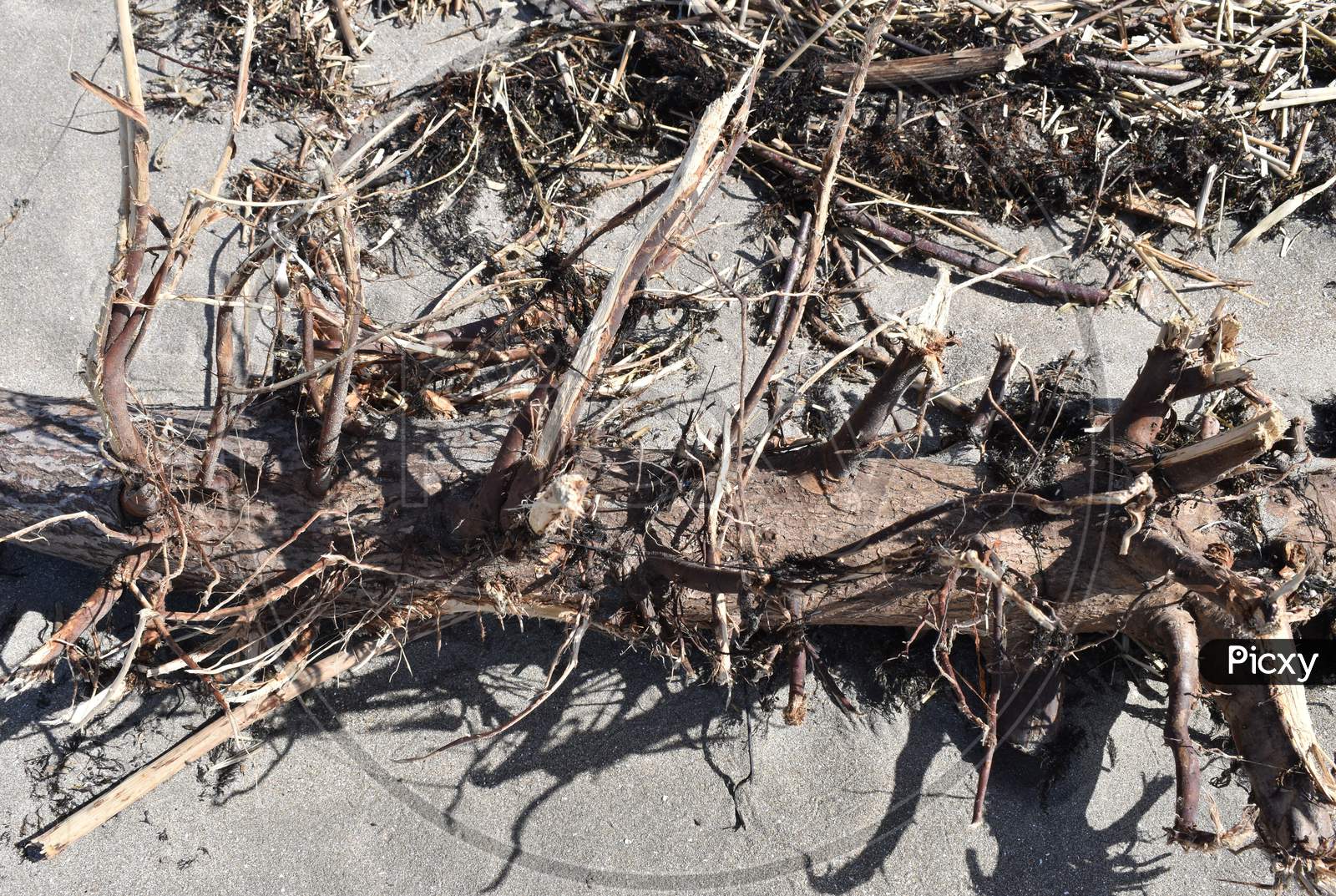 The dried woods landed on the beach by travelling through water