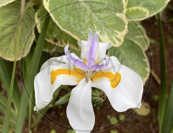 Bloomed iris