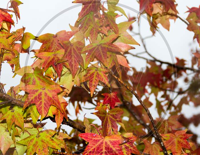 Red And Orange Leaves Of The Liquidambar Under The Autumn Rain