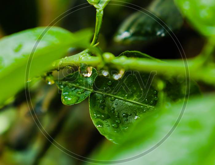 Green leaves with water droplets close up view