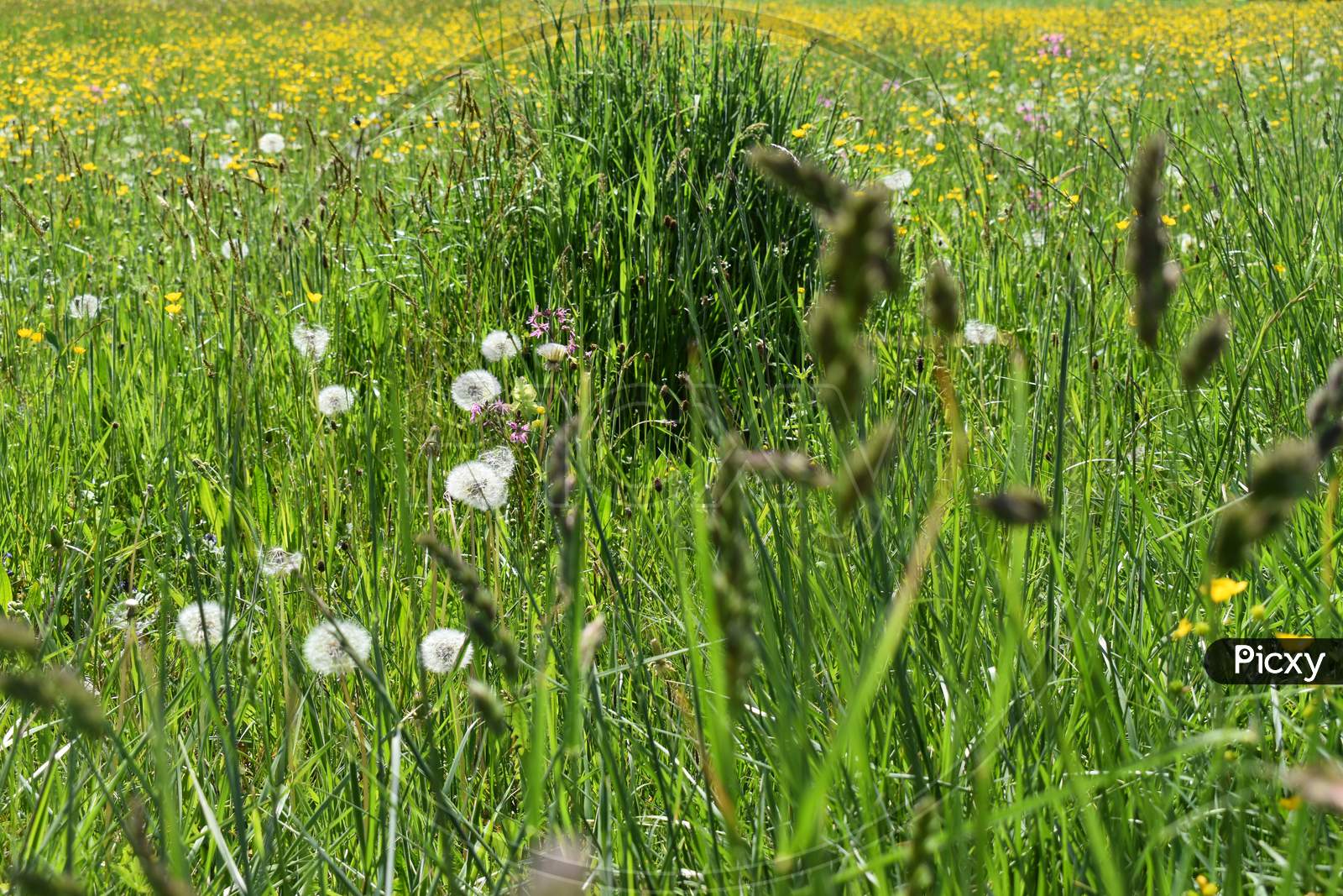 Green meadow in Liechtenstein