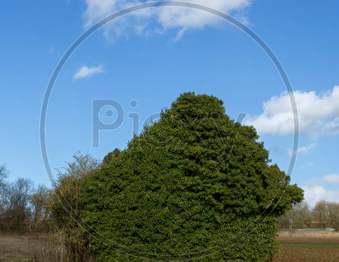 Overgrown ivy barn, blue sky English countryside