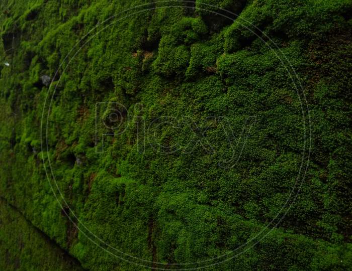 Green moss wall background