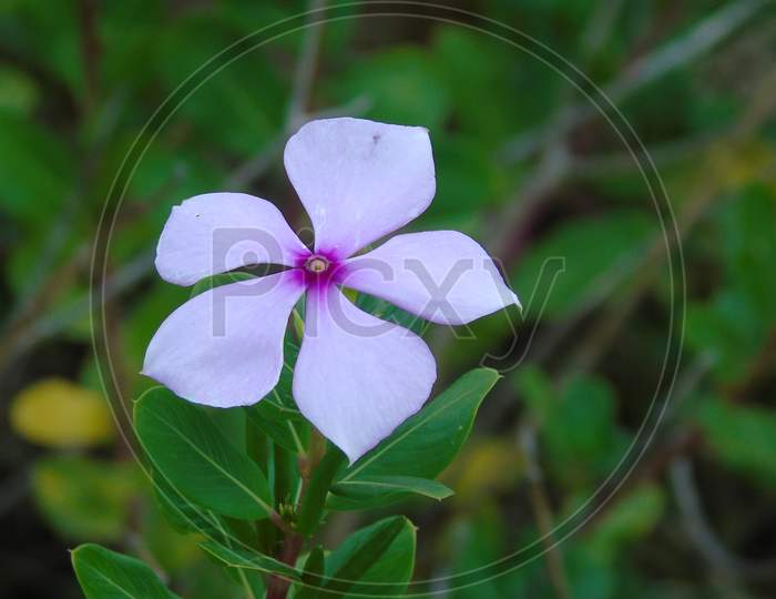 green plant with white and pink flowers in hill station
