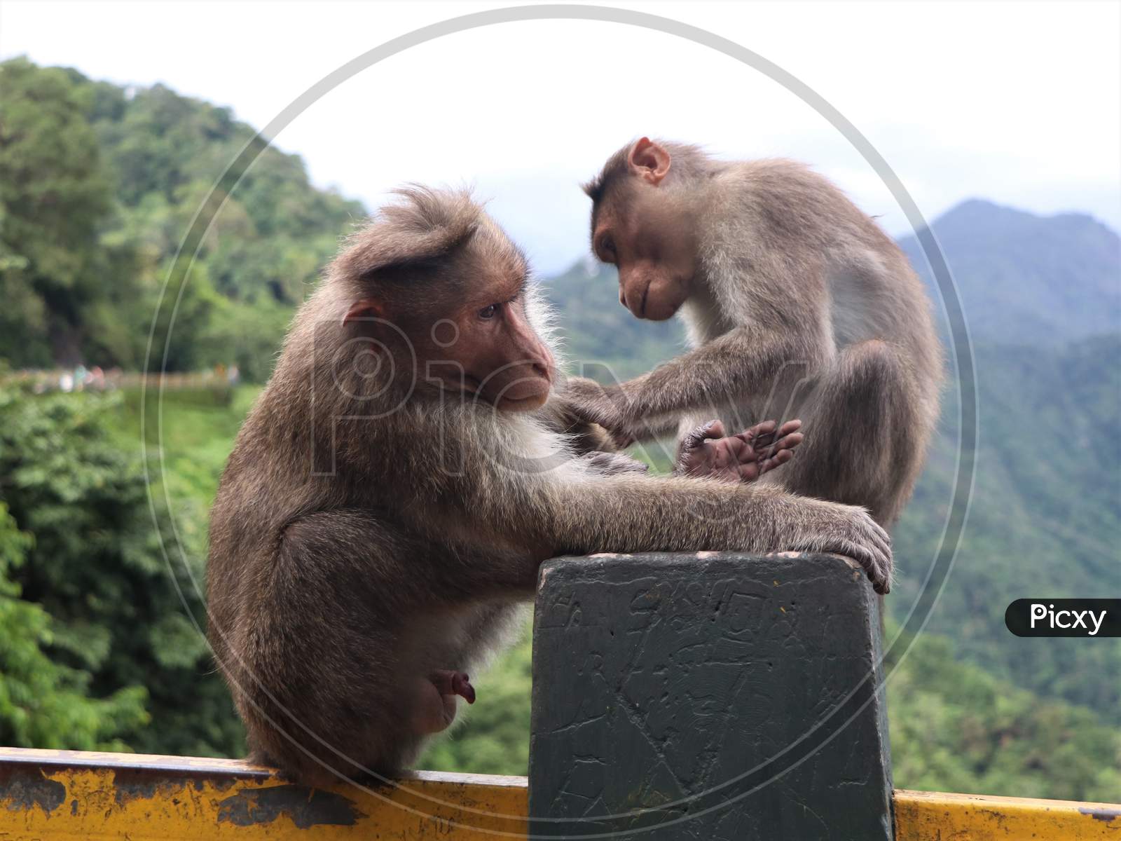 Image of Monkeys catching lice on the roadside-UR060332-Picxy
