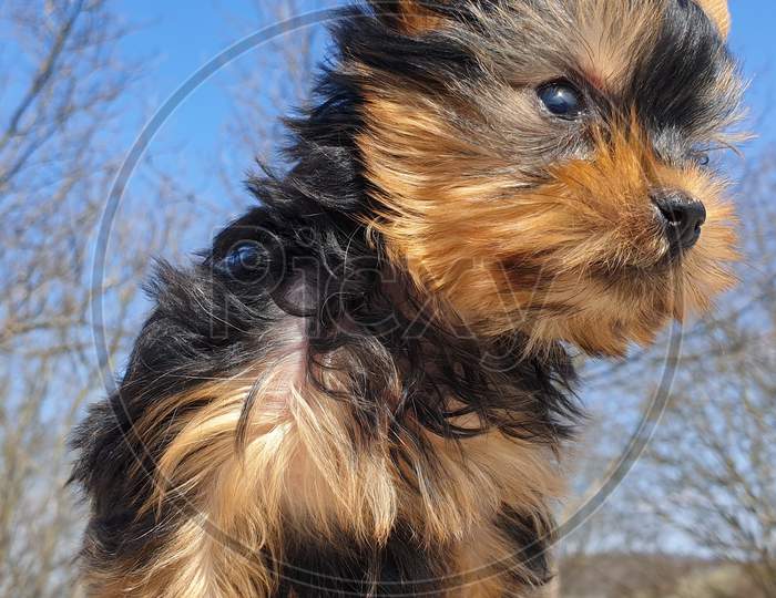 Playful Baby Yorkshire Terrier Puppy Outside