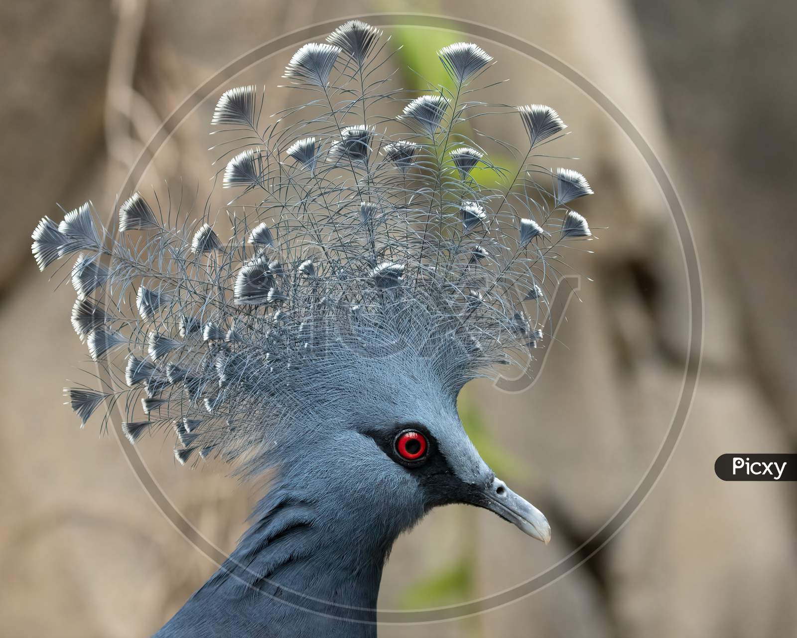 Victoria Crowned Pigeon Head And Crest