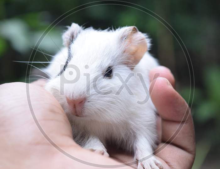A cute black and white guinea pig on hand in the morning during winter