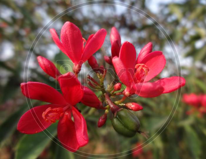 Pink morning glory Petal sweet red Flowering plant