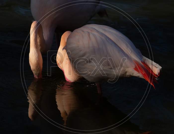 Two Greater Flamingo Feeding In Water