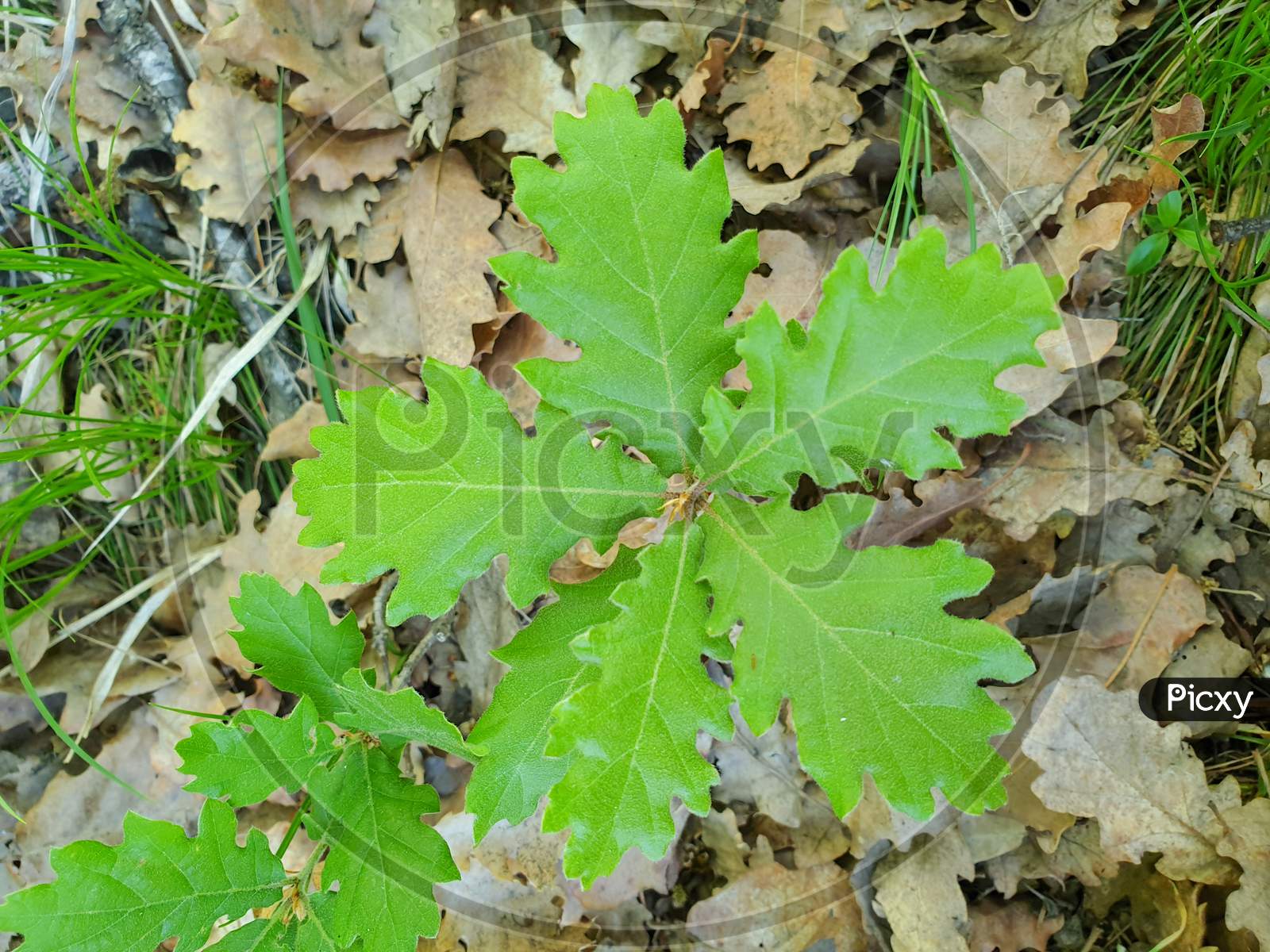 Young Oak Tree Plant With Six Leaves Detail