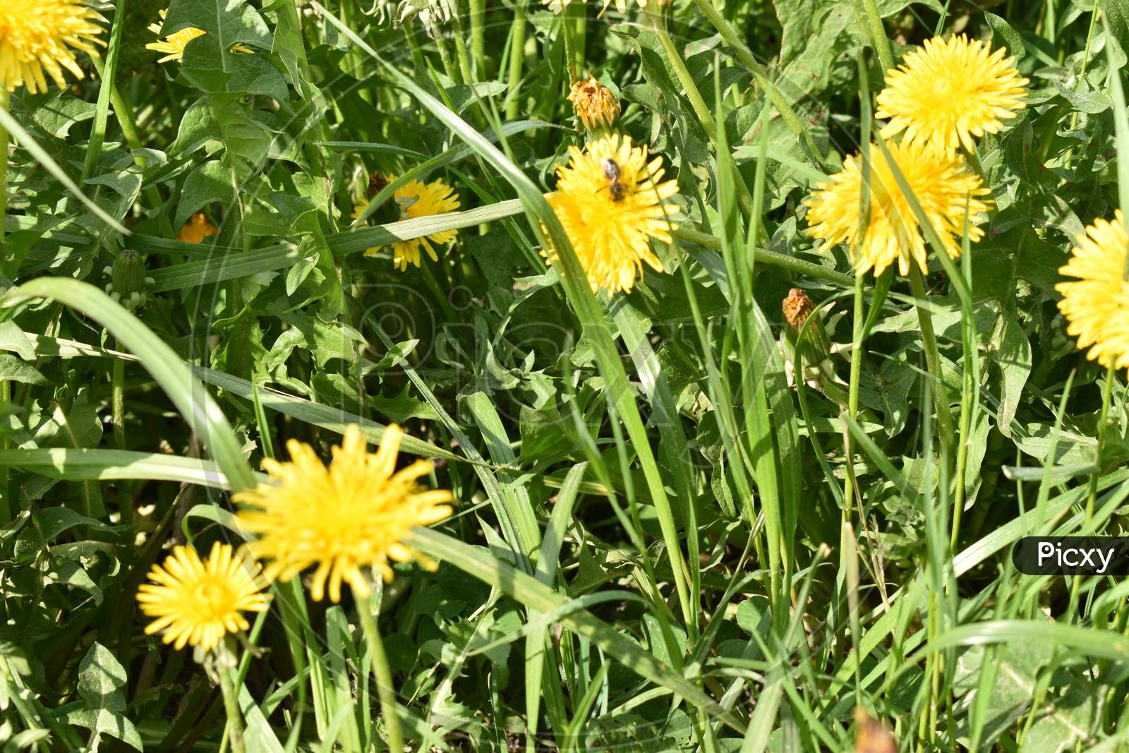 Yellow dandelion in a green field