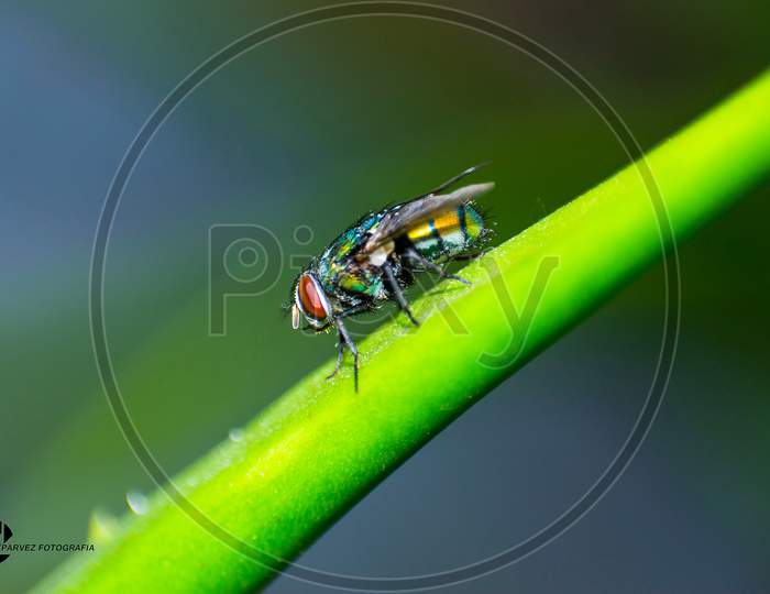 Macro photography of a fly sit on Alovera leaf