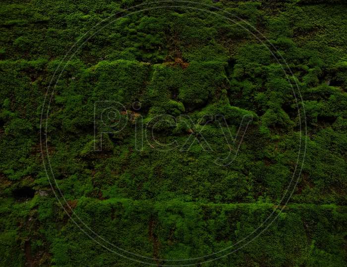 Beautiful Green moss wall background