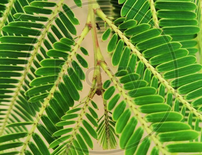 amala leaf