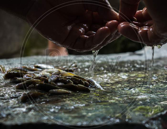 fisherman cleaning small fish at home