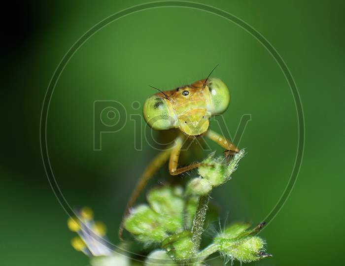 Macro photography of a Dragon fly sits on flower