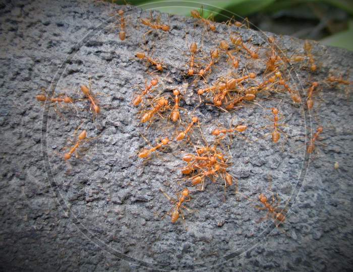 Group of Ants