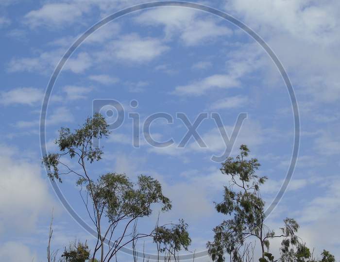 sky background tree