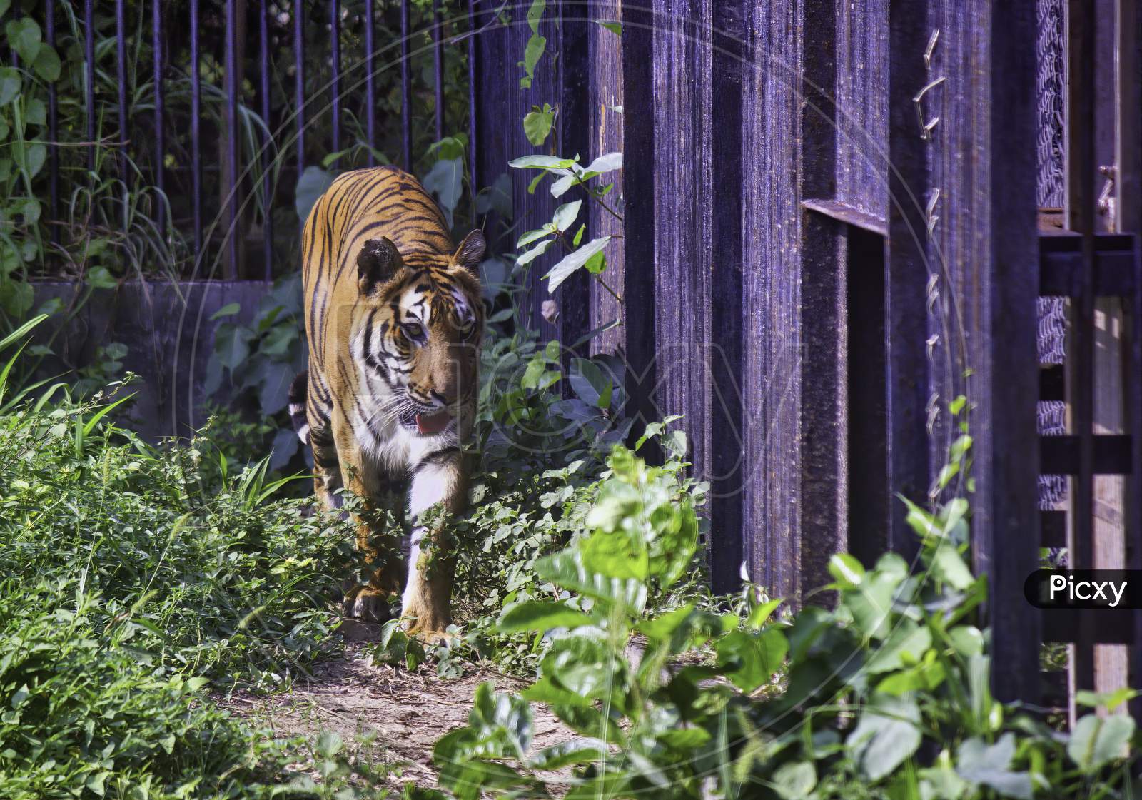 A Fierce Indian Tiger Walks Next To The Iron Cage In India