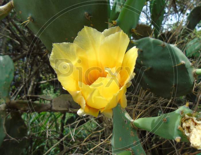 cactus plant with yellow