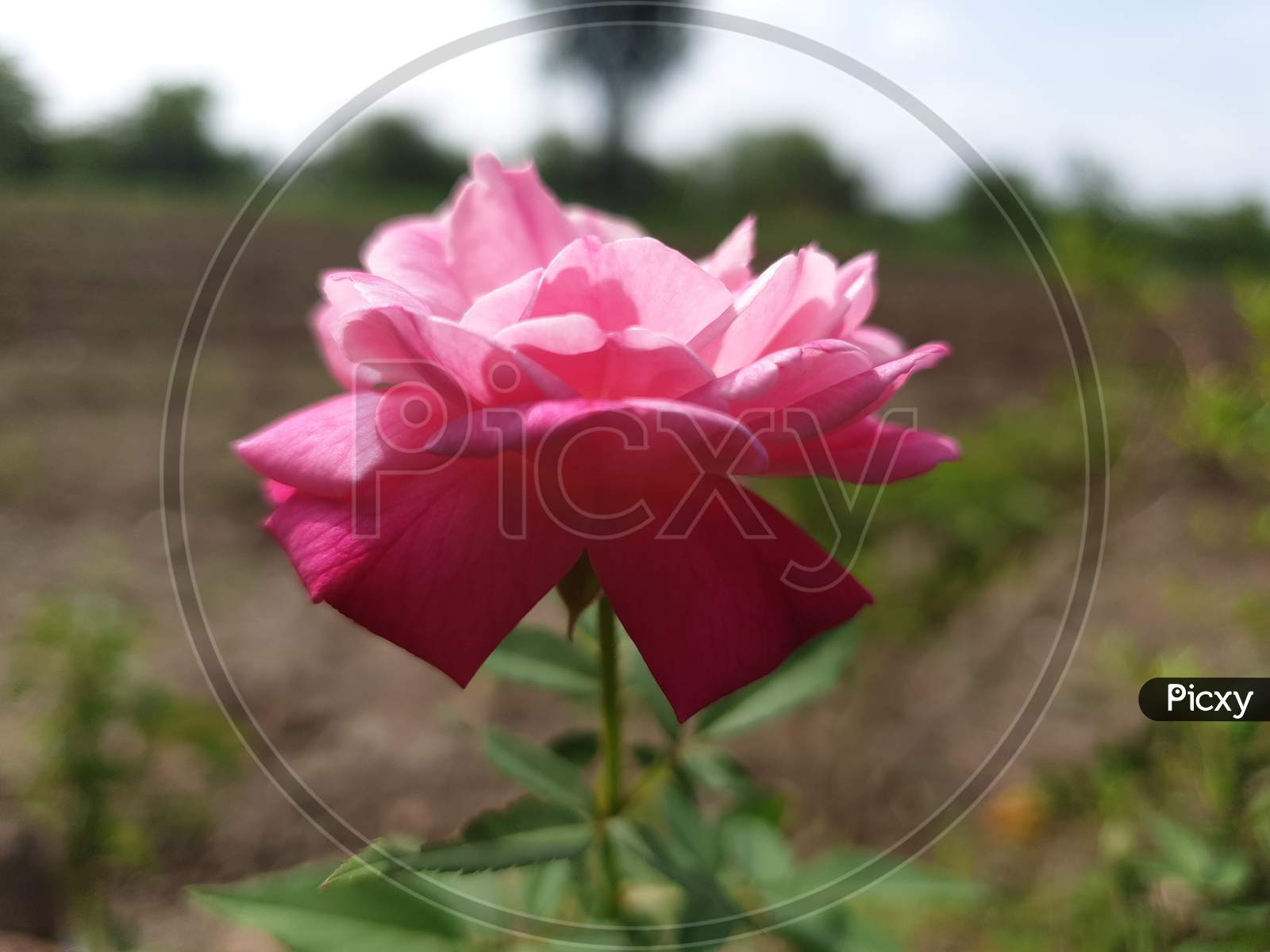 This is pink Rose flower